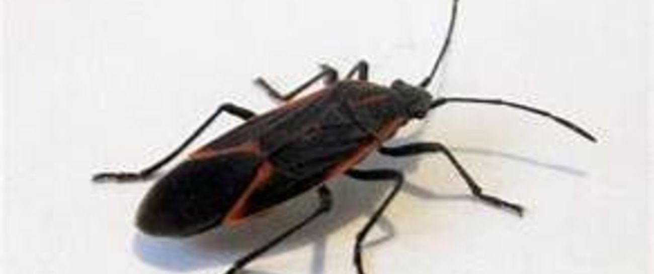 I AM BUG