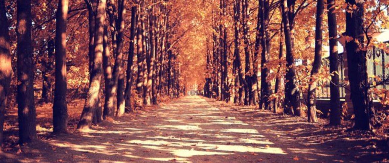A Sonnet of Red and Gold