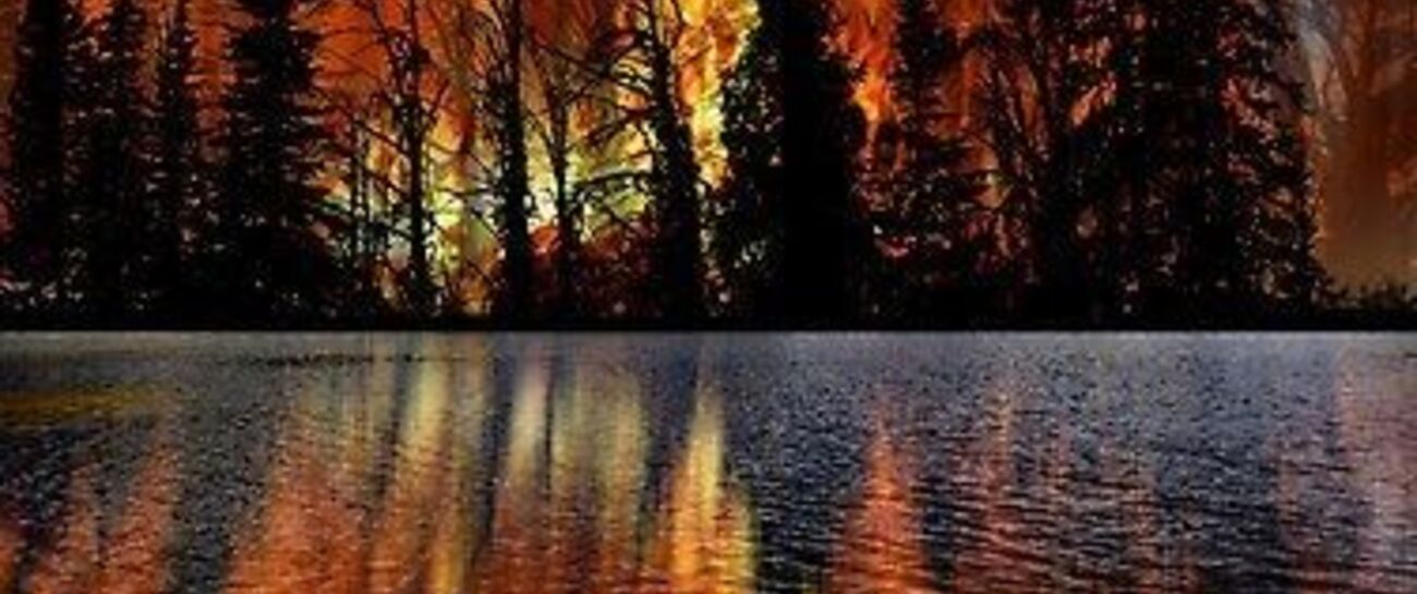 Forest fire