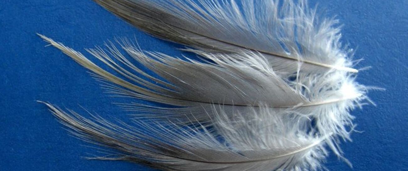 Feathers