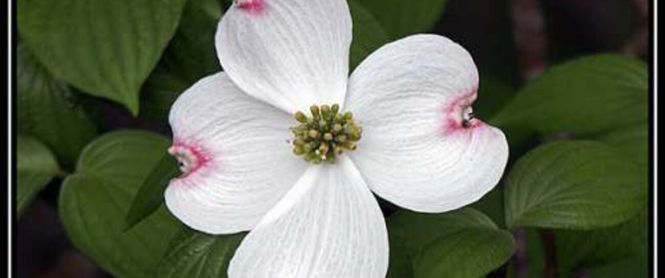 Dogwood