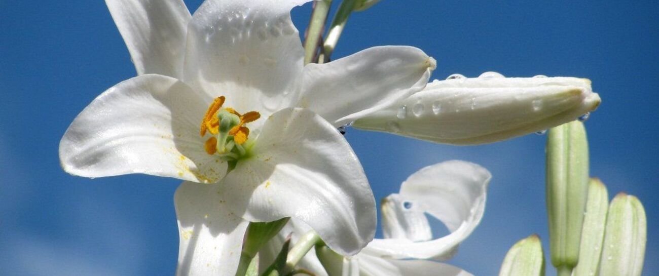 Madonna Lily
