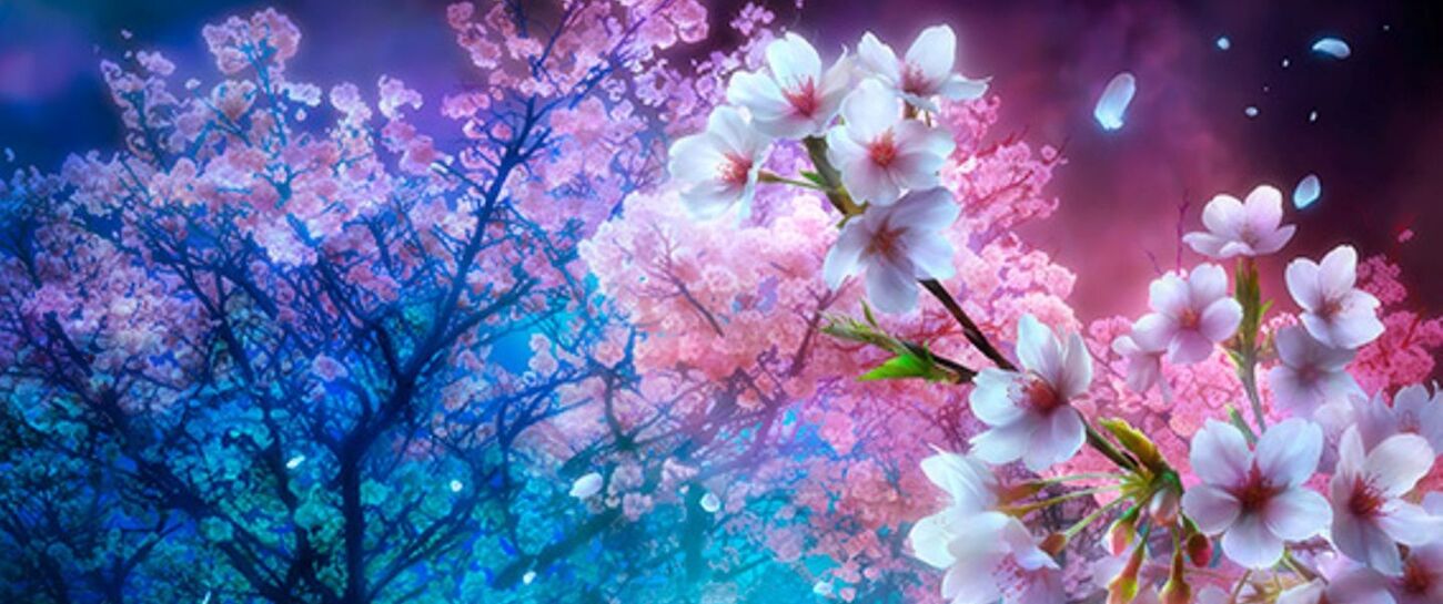 Cherry Blossom