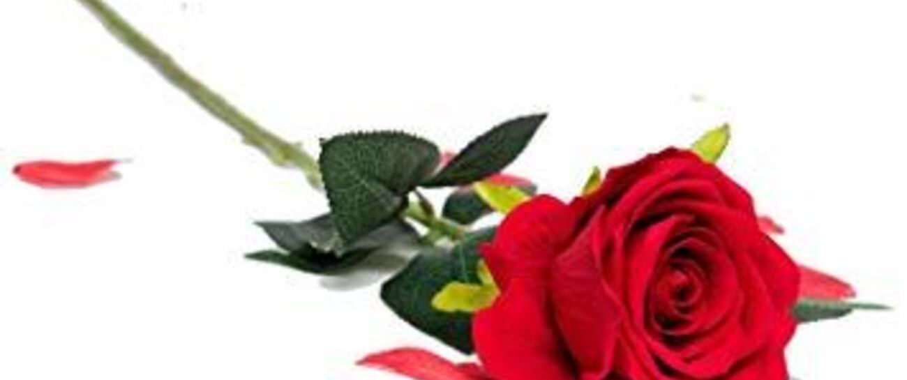 One Fake Rose