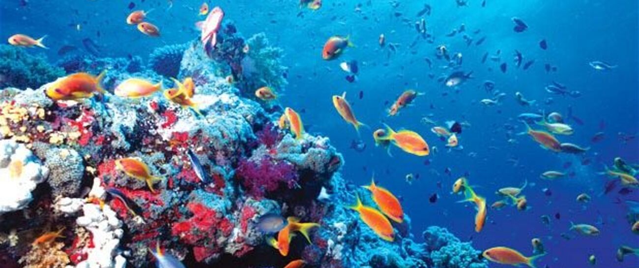 The Ocean