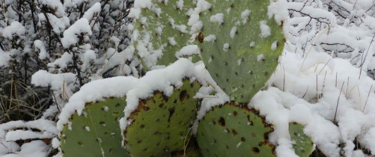 A Desert Plant in a Canadian Winter
