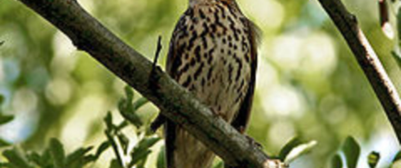 HEY MISTER BIRD