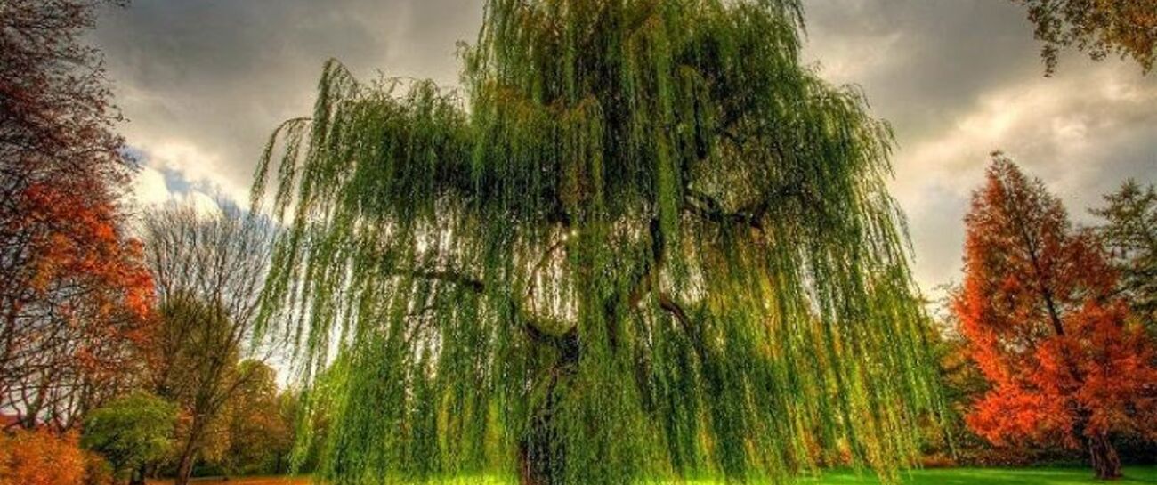 what if a weep from a willow at will