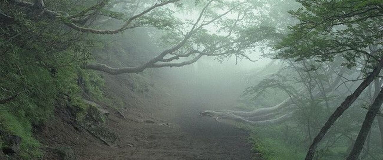 Hauniting of Trees