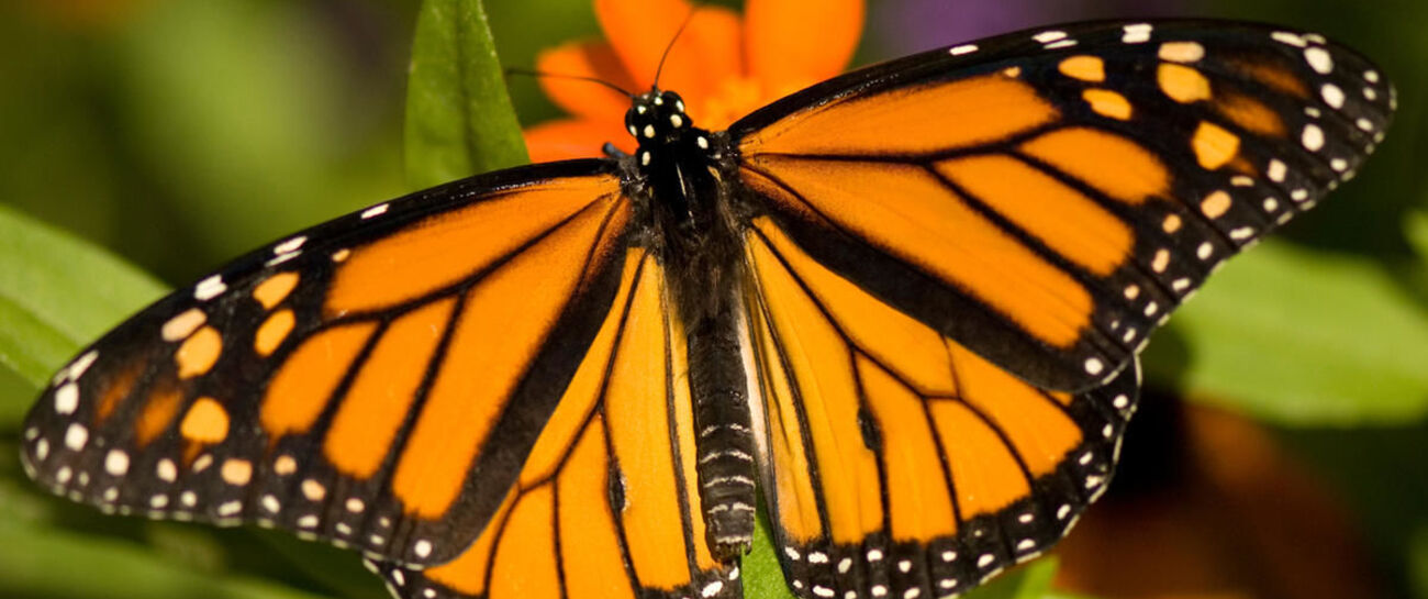 Swing the butterfly with one wing part 2