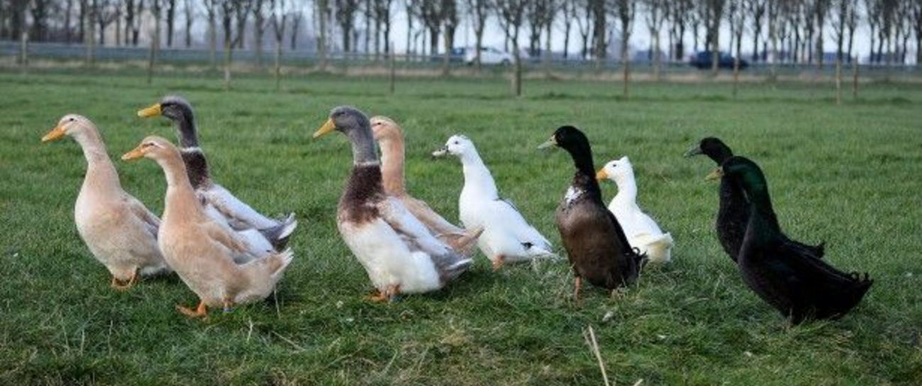 Bob’s Quackers 🦆🦆🦆🦆🦆 X Ten 🤣