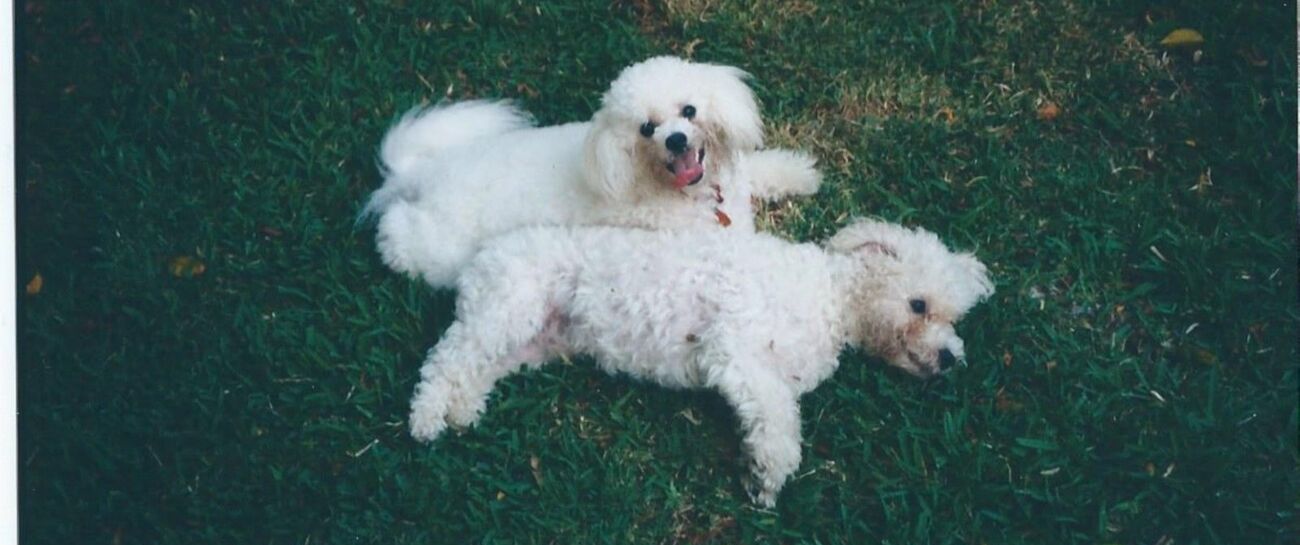 More Than A Puppy