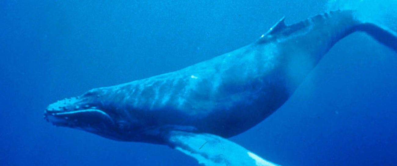 Humpback Whales