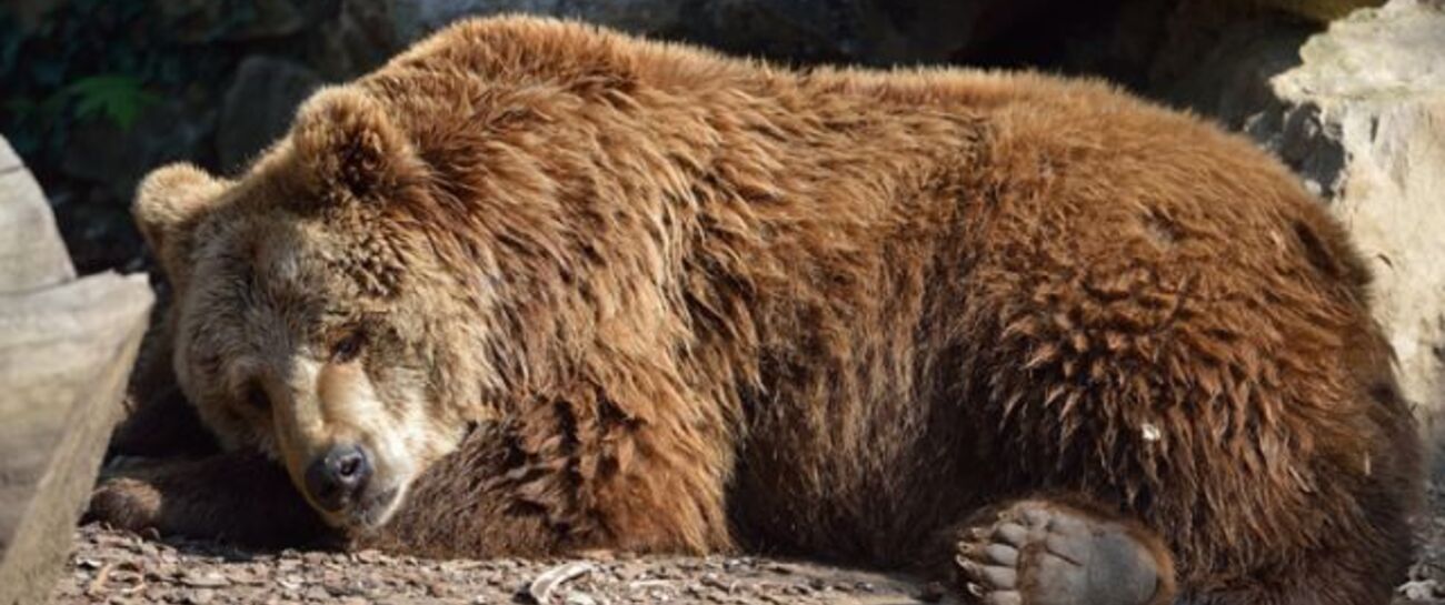 Like Big Scary Bears.