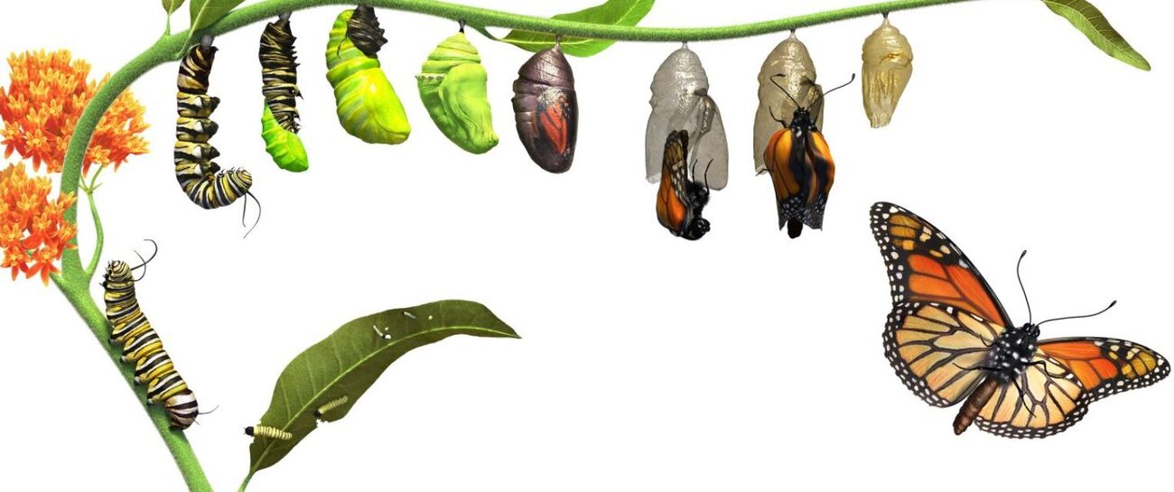 The Cocoon