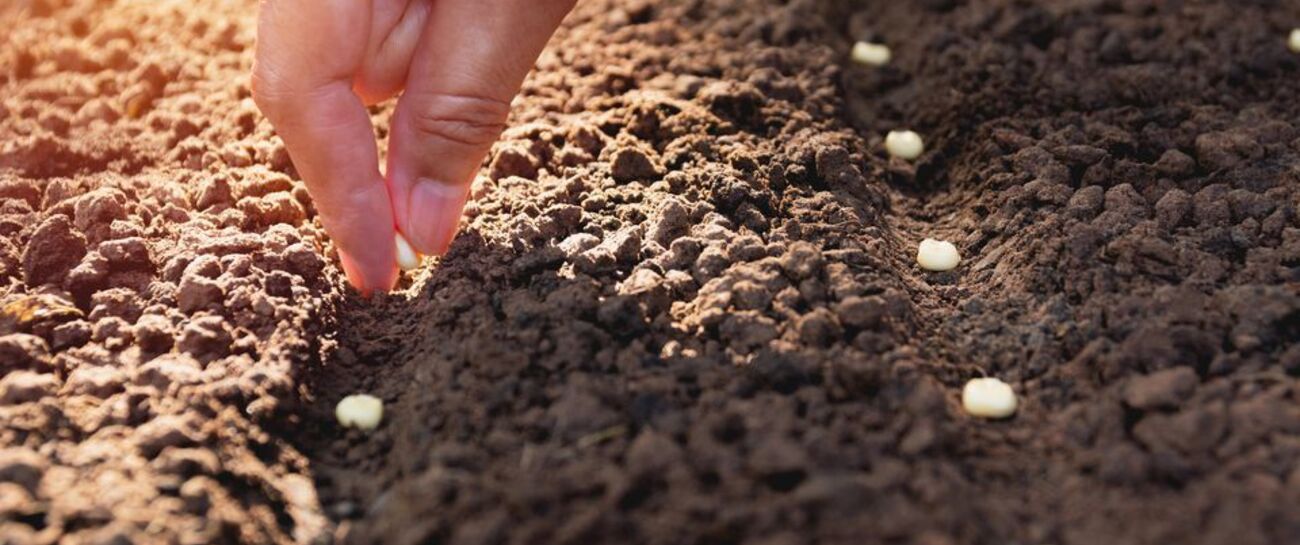 Like a Seed in the Soil