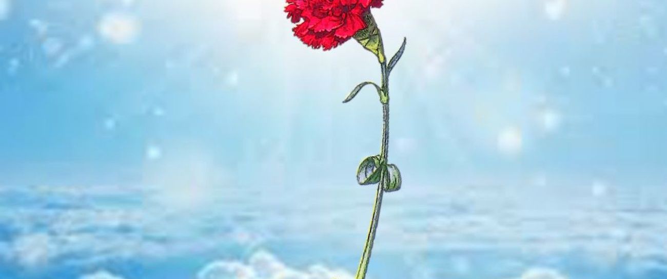 The Carnation