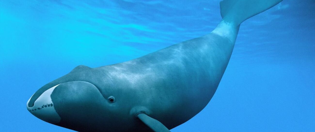 A ‘Bow head’ Whale for me 🤣