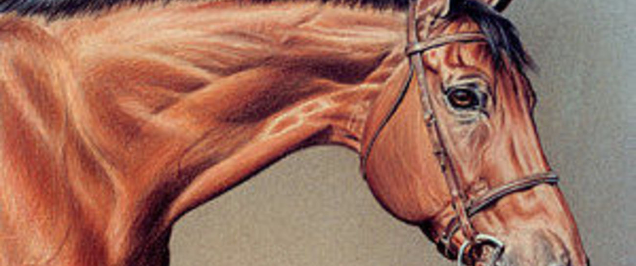 Gelded Race Horse