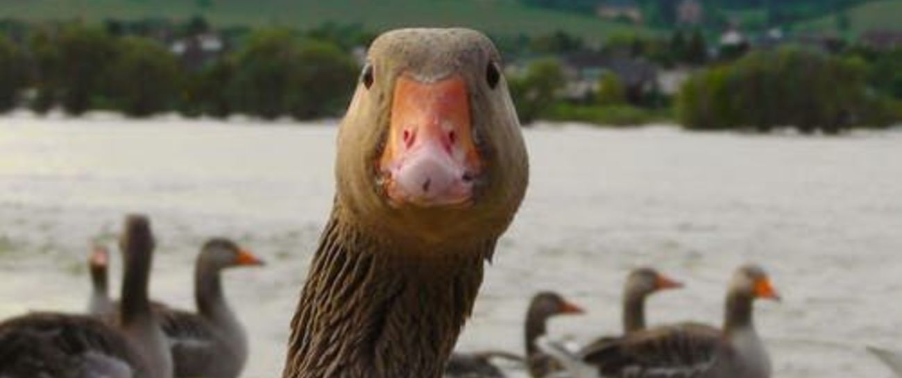 The Garrulous Goose 🤣