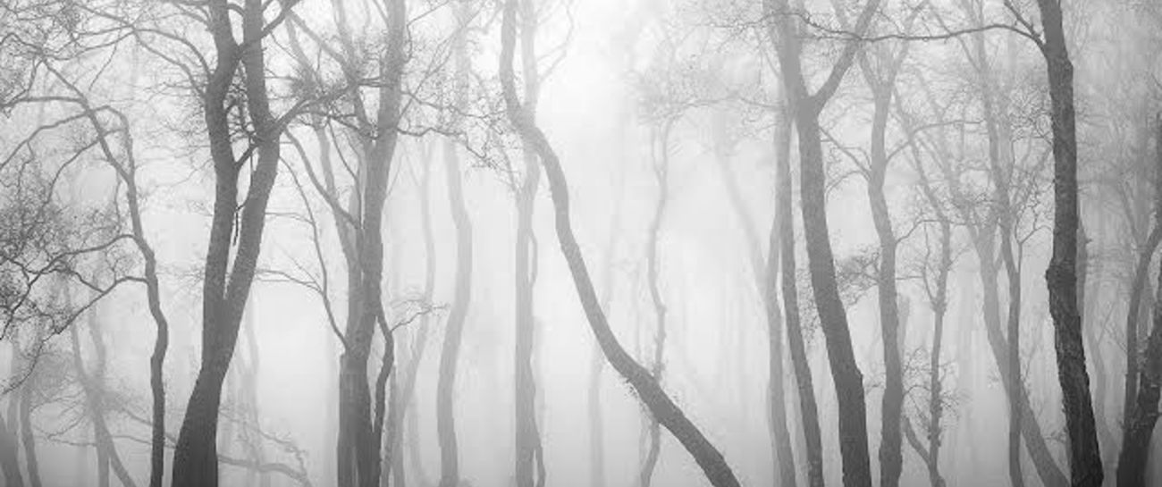 Fog