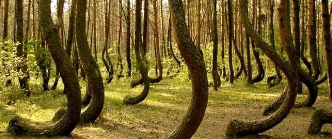 Hoia Baciu Forest