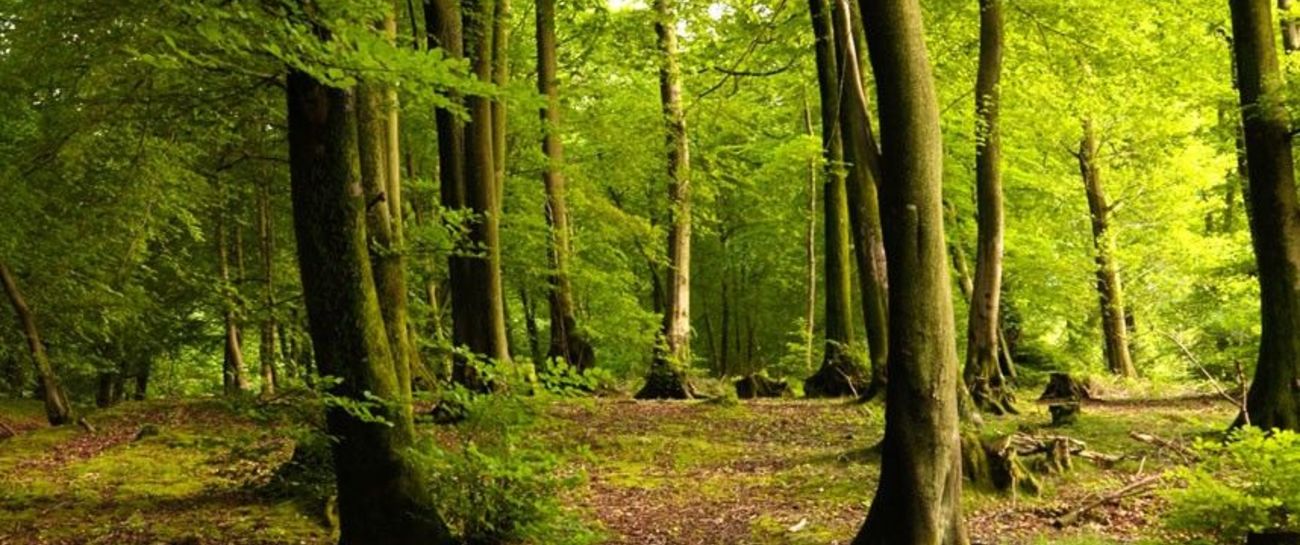 My Wilderness Woodland🌳