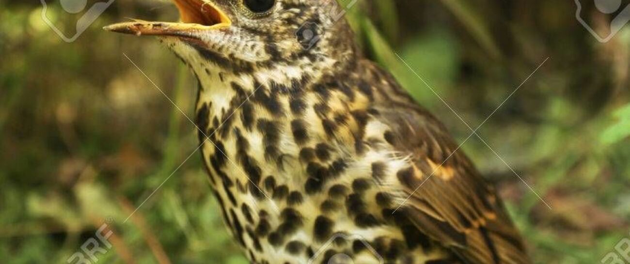 ‘Chirp-ee-cheep-cheep’❤️