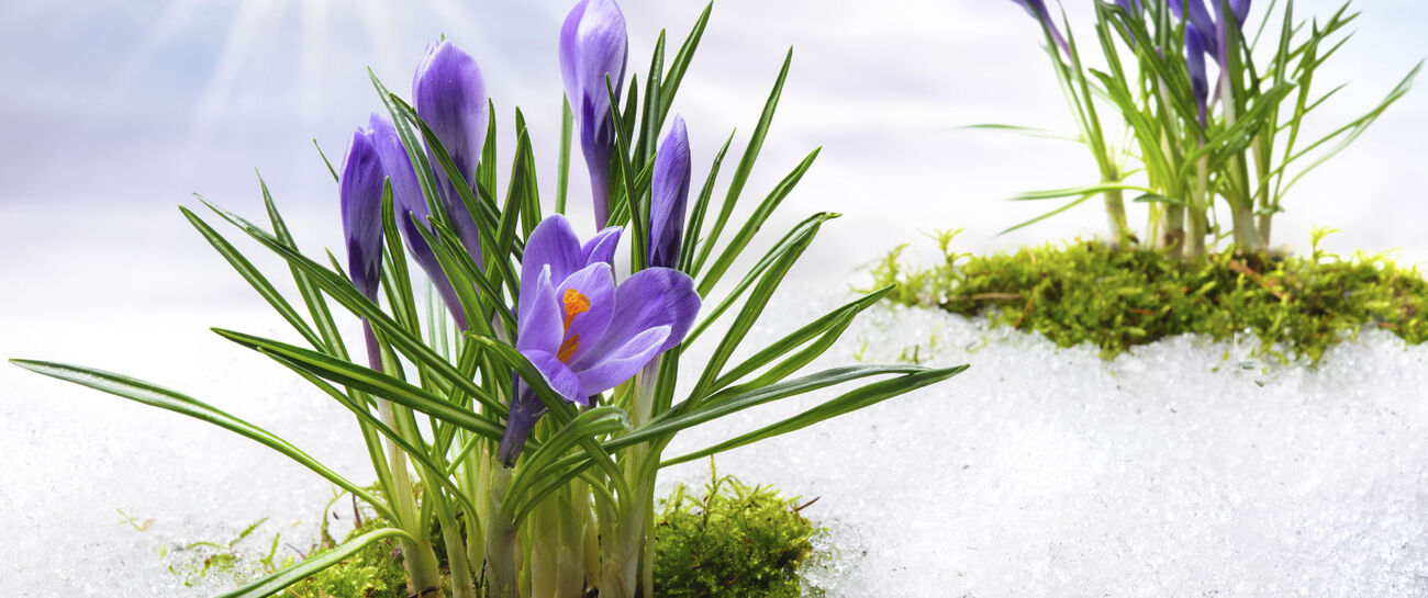 Spring