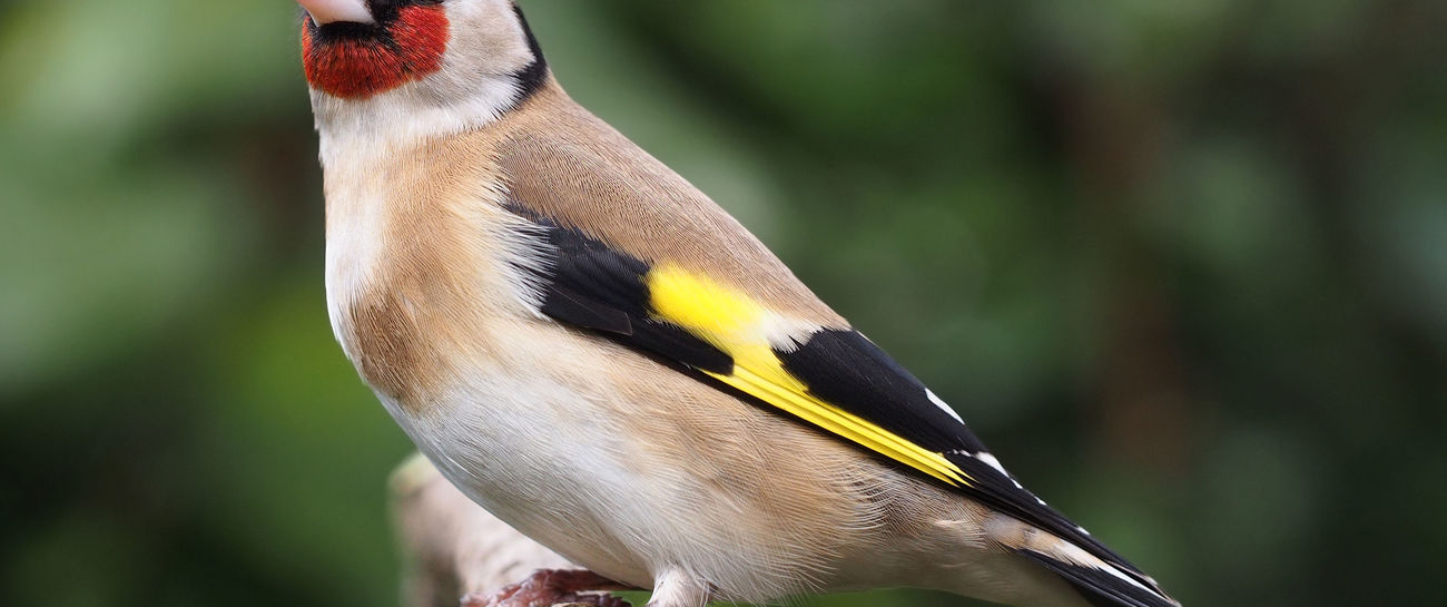 Carduelis Carduelis