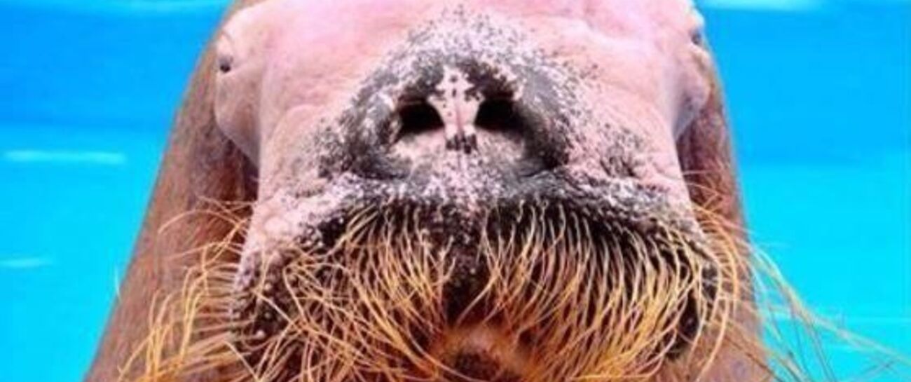 Kisses To Walruses