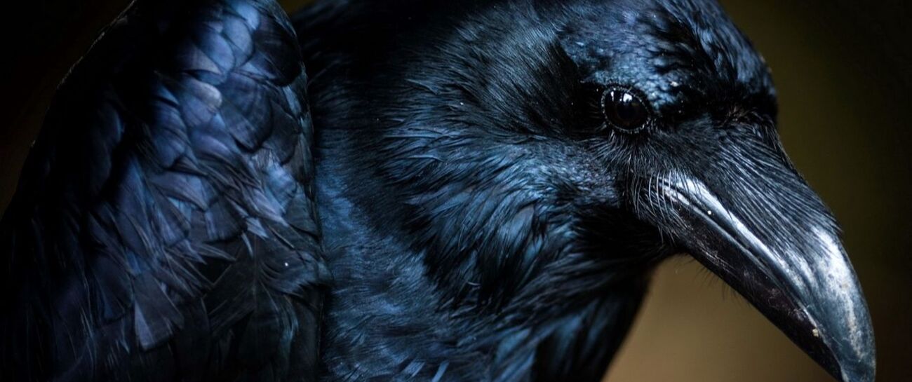Criminal Crow