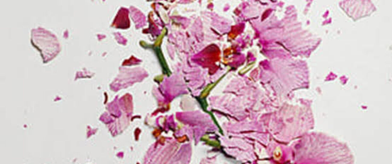 Crushed petals still bite