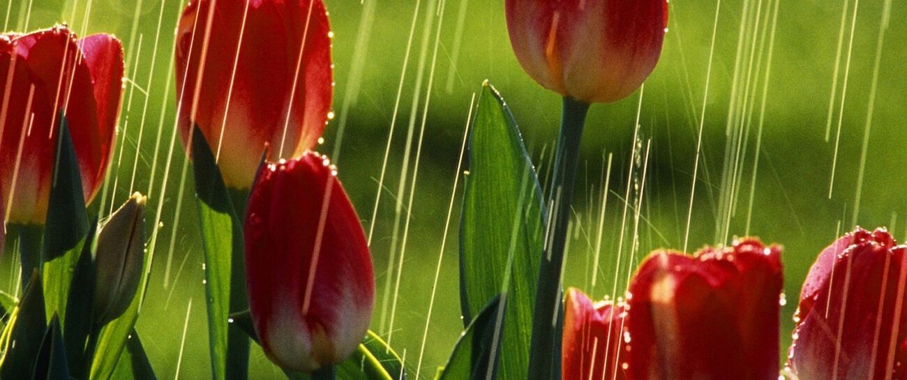 Tulips