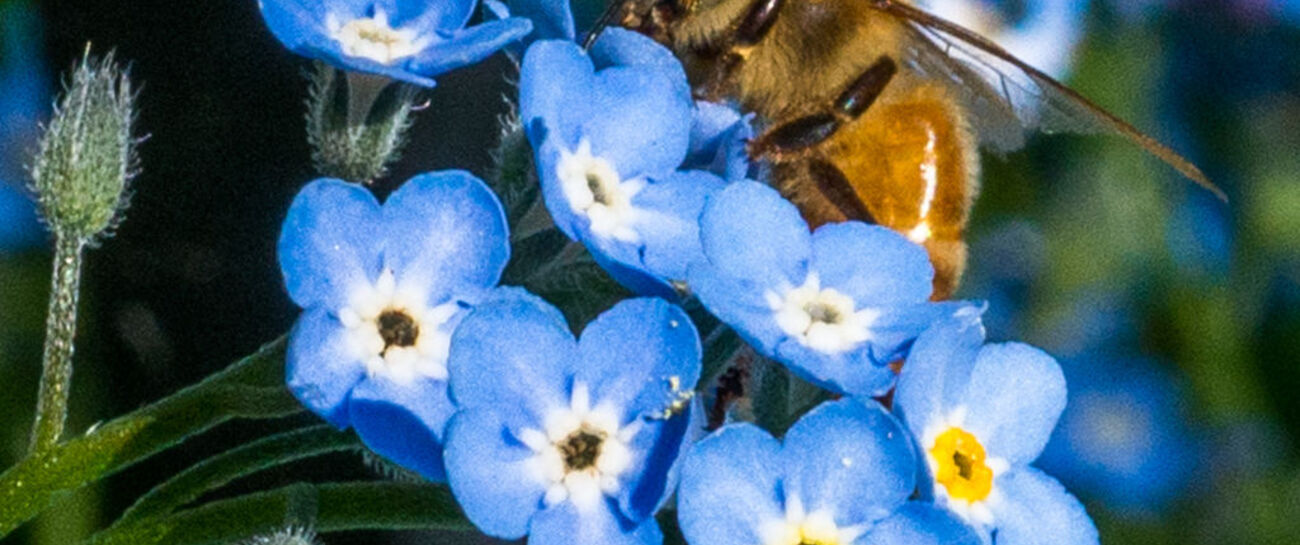 Save some for the Bees