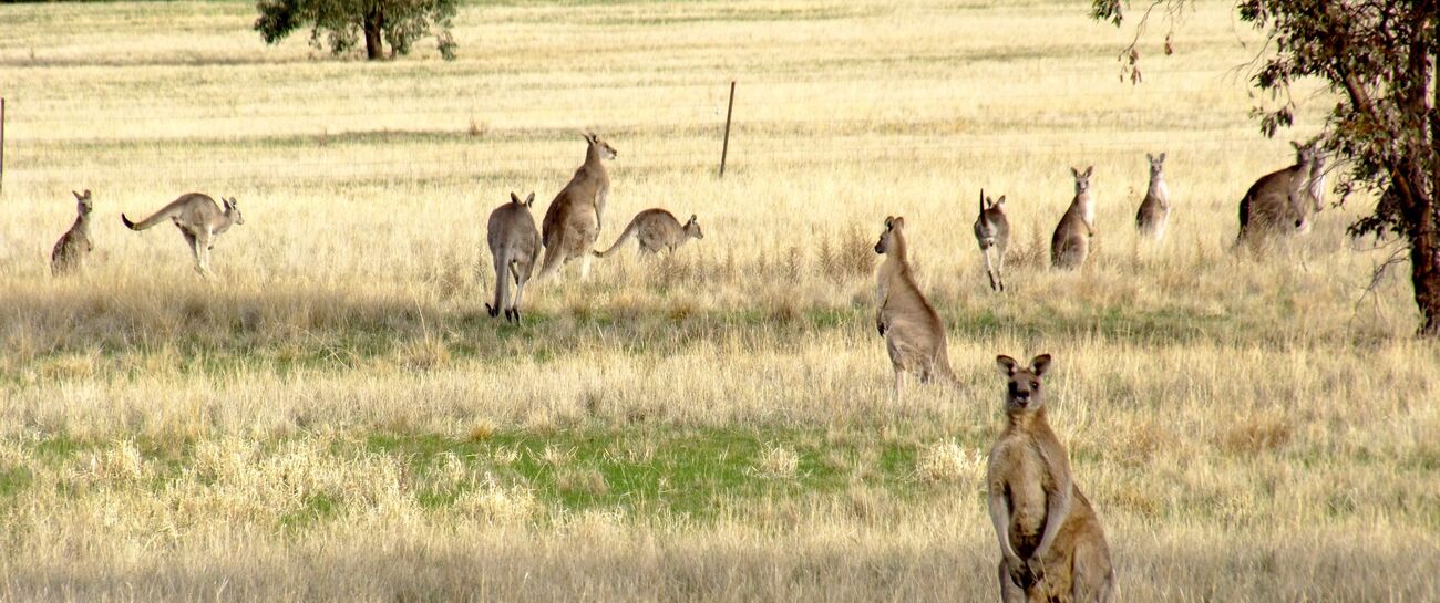 A Day In The Bush