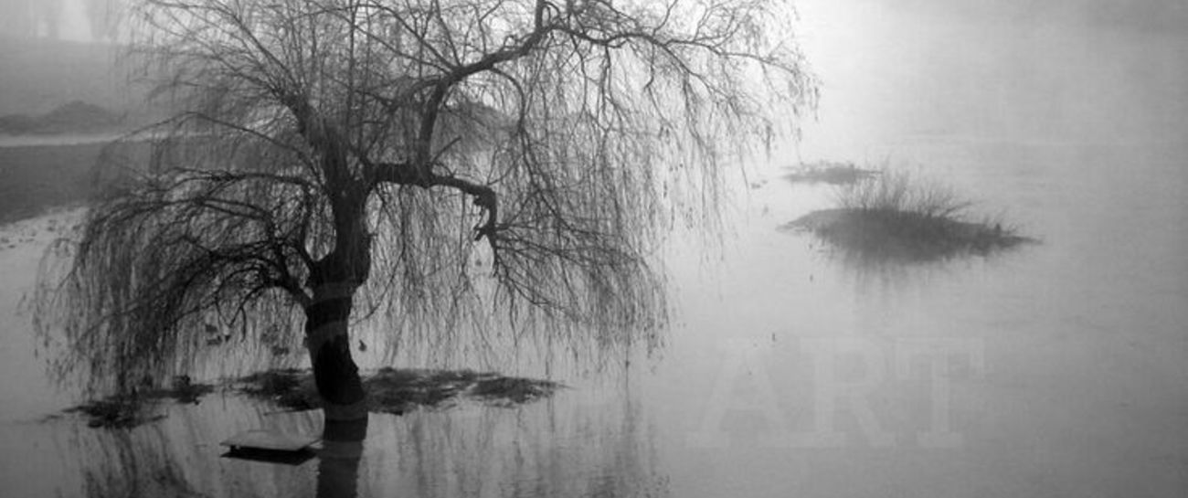 Weeping Willow