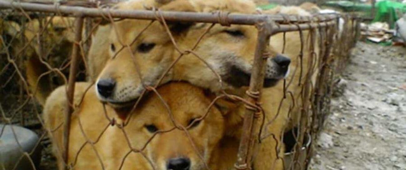 SONG OF YULIN