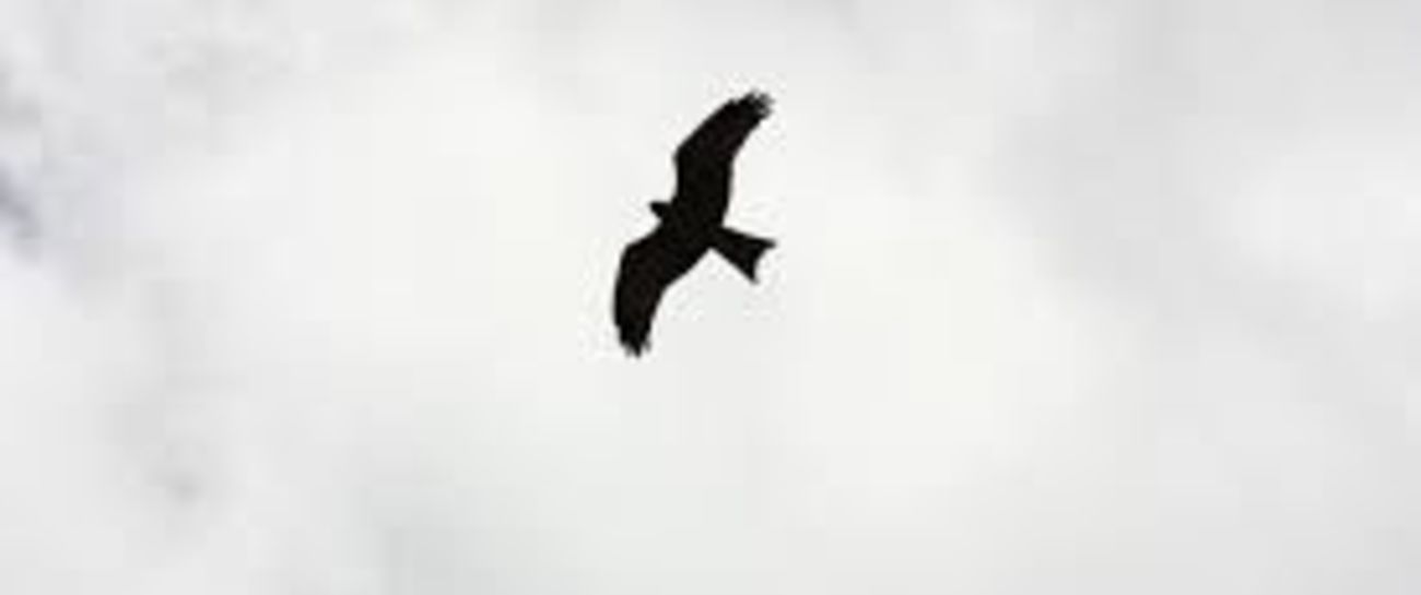 Like a bird