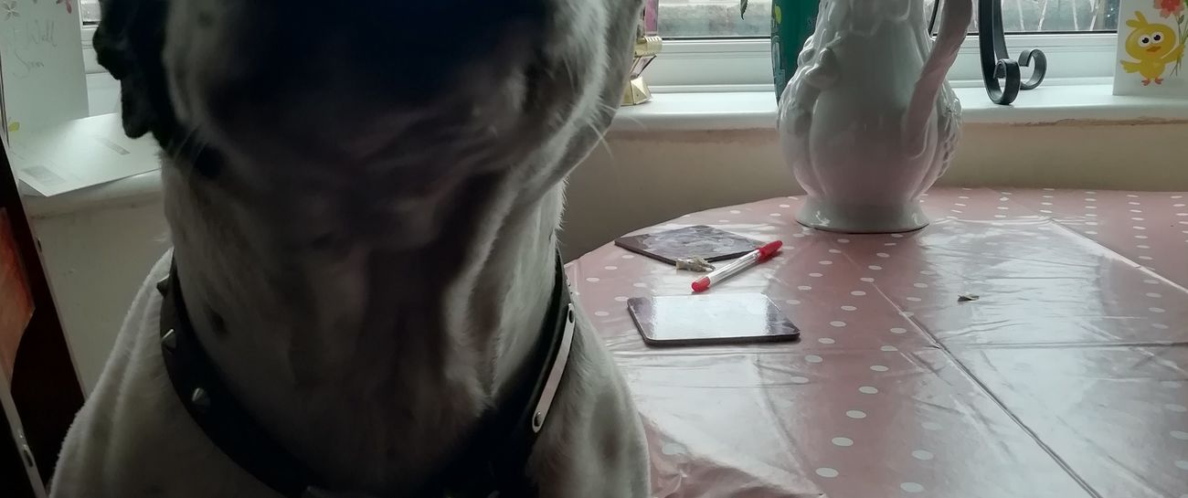 Dog-eat-Dog