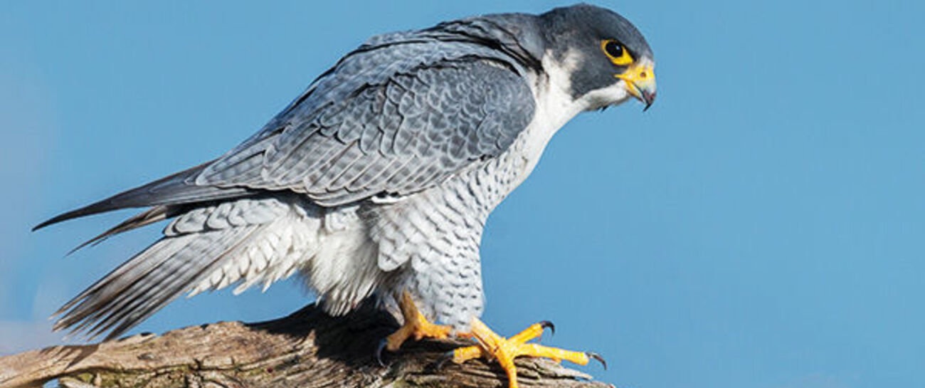 FLY LIKE FALCON ( MY 300 POEM )