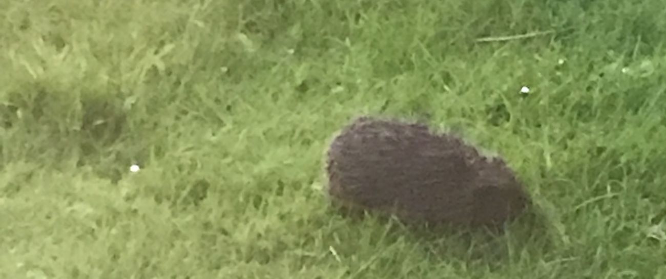 Tiddilywinks is two🦔