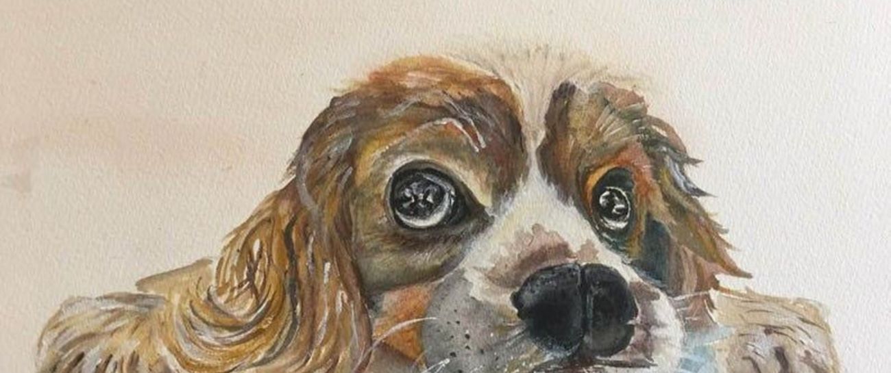 A Dogs Life (Lucy's Law)