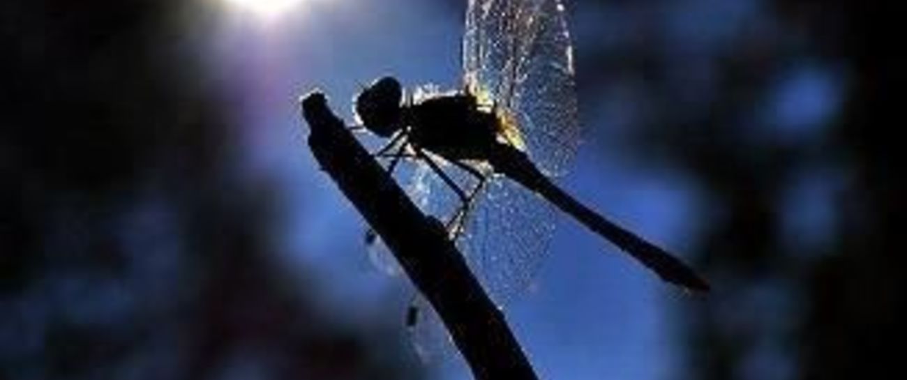 Dragonfly