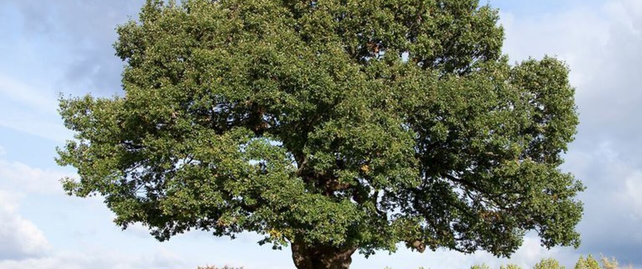 An Oak Tree