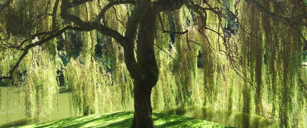 ~ Weeping Willow ~