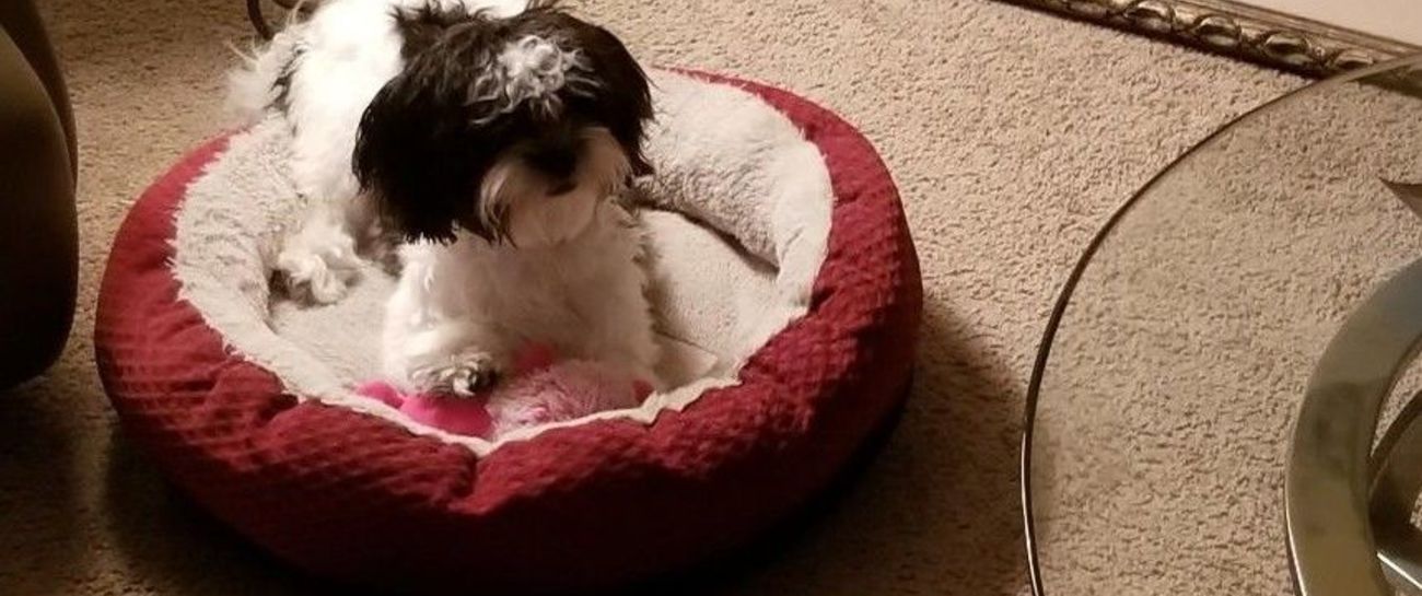 Cookie Had Her First