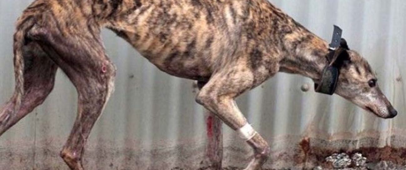 Greyhound Town
