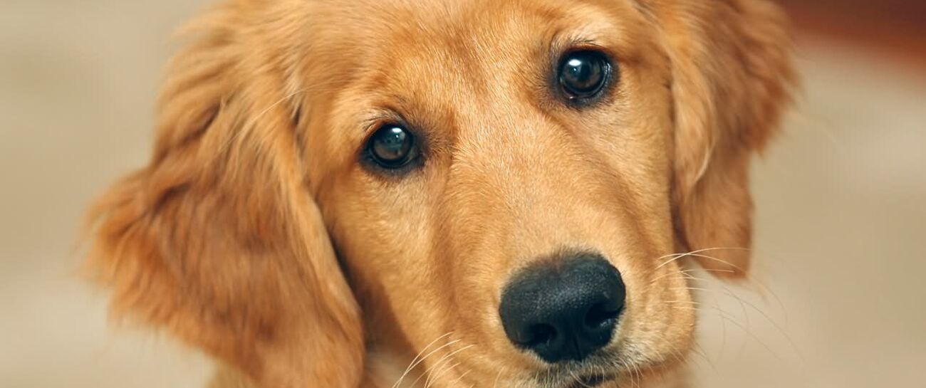 THROUGH THE EYES OF A DOG--A short story by Jude Kyrie