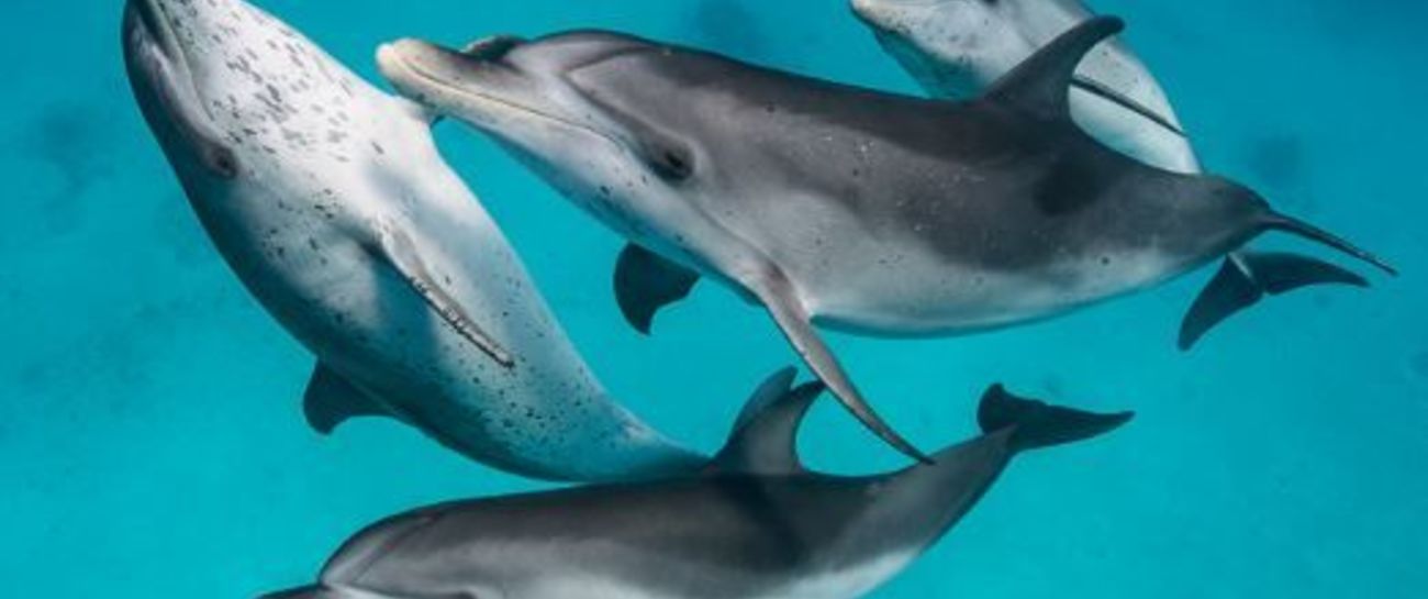 I Dream Of Dolphins